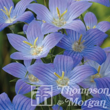 Campanula ramosissima Meteora