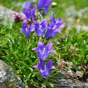 Campanula stansfieldii