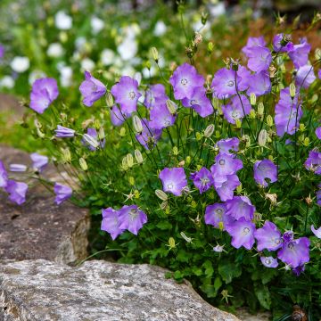 Campanula carpatica Clips bleues