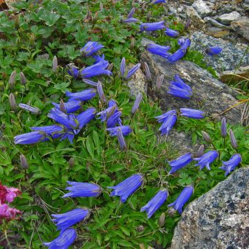 Campanula chamissonii Major