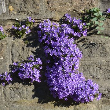 Campanula cochleariifolia Bavaria Blue