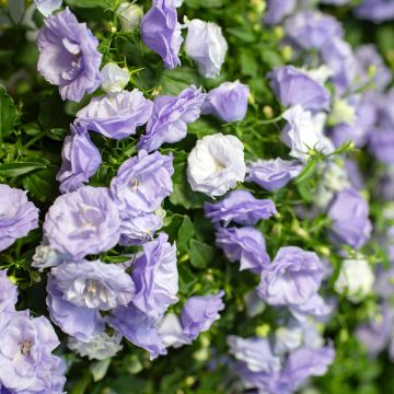 Campanula haylodgensis Plena