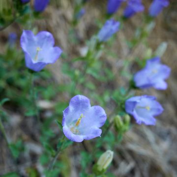 Campanula haylodgensis Yvonne