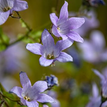 Campanula lactiflora Prichard s variety