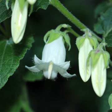 Campanula ochroleuca - Campanilla amarilla