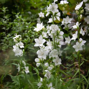 Campanula persicifolia var. planiflora Alba