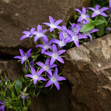 Campanula poscharskyana