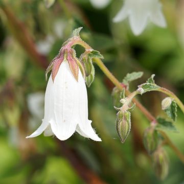 Campanula takesimana Alba