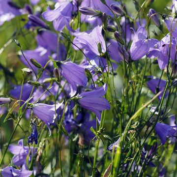 Campanula wockei Puck