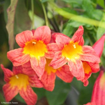 Campsis capreolata Tangerine Beauty