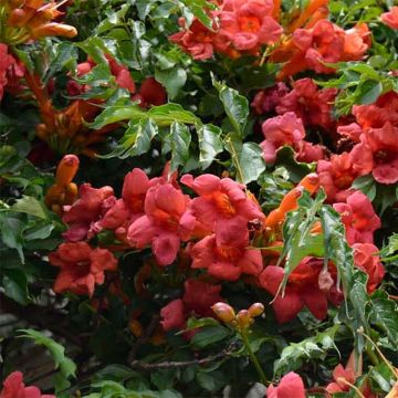 Enredadera de trompeta Atropurpurea - Campsis radicans