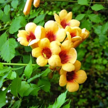 Enredadera de trompeta Judy - Campsis radicans