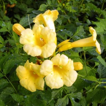 Enredadera de trompeta Yellow Trumpet - Campsis radicans