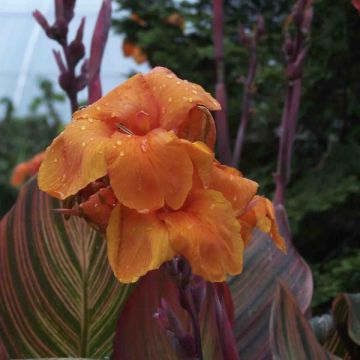 Canna Durban - Caña de las Indias