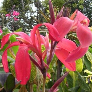 Canna Endeavour - Caña de las Indias