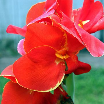 Canna Lolita - Caña de las Indias