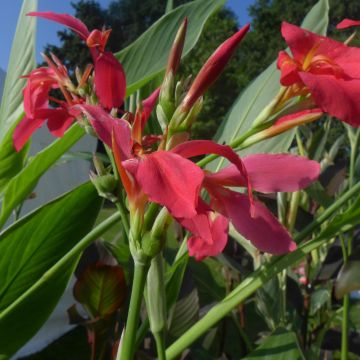 Canna Perkeo - Caña de las Indias