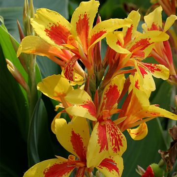 Canna Queen Charlotte - Caña de las Indias