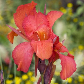 Canna Red King Humbert - Caña de las Indias