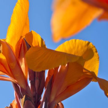 Canna Semaphore - Caña de las Indias