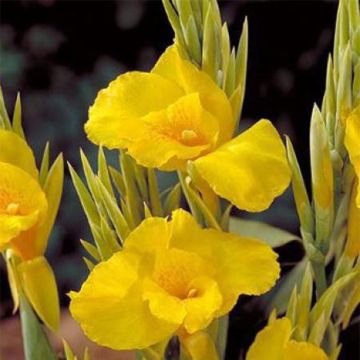 Canna Soleil d'Or - Caña de las Indias