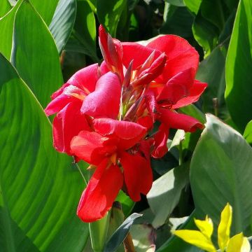 Canna Strasbourg - Caña de las Indias