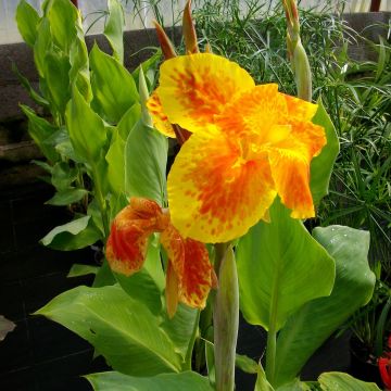 Canna Taroudant - Caña de las Indias