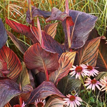 Canna Tarouking - Caña de las Indias