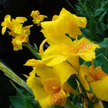 Canna Yellow Humbert - Caña de las Indias