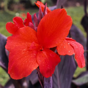 Canna Red Wine - Caña de las Indias