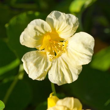 Capuchina Moonlight - Tropaeolum lobbianum