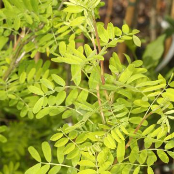 Caragana arborescens Lutescens - Guisante siberiano