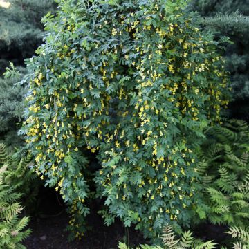 Caragana arborescens Pendula - Guisante siberiano