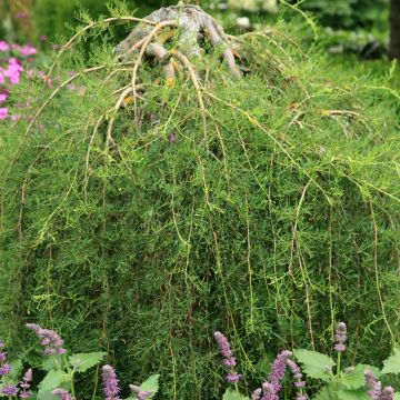 Caragana arborescens Walker - Guisante siberiano