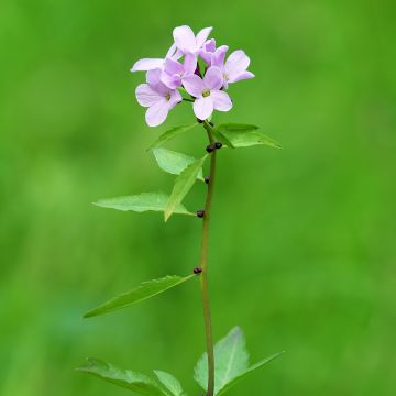 Cardamine bulbifera