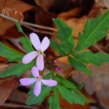 Cardamine quinquefolia