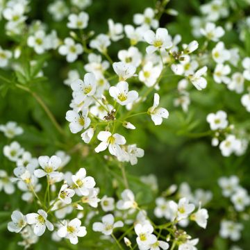 Cardamine yezoensis