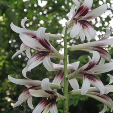 Cardiocrinum giganteum - Lirio gigante del Himalaya