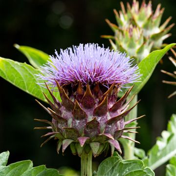 Cardo - Cynara cardunculus