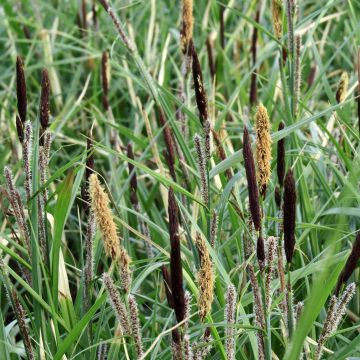 Carex acutiformis