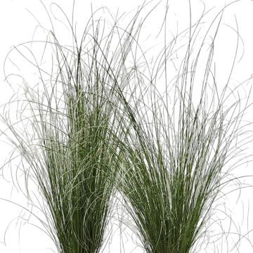 Carex buchananii Green Twist