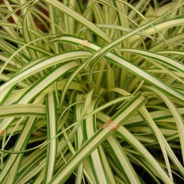 Carex oshimensis Evergold