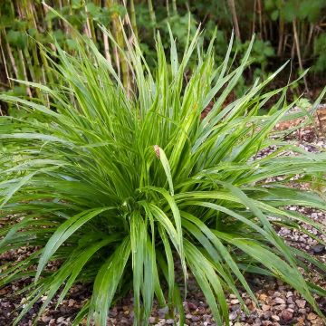 Carex comans Phoenix Green