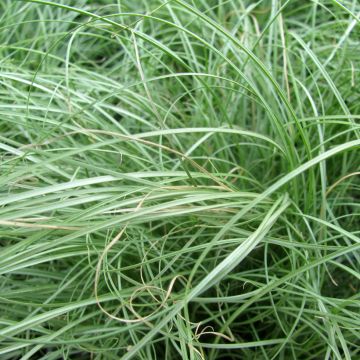 Carex comans Phoenix Green