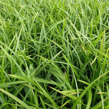 Carex foliosissima Irish Green