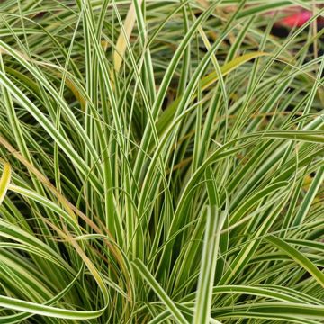 Carex oshimensis Evercream