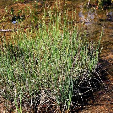 Carex panicea