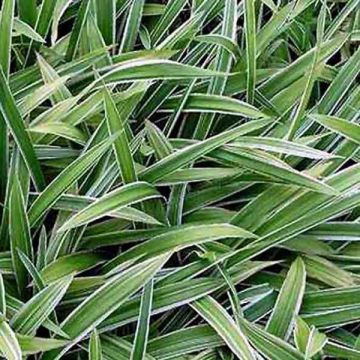 Carex siderosticha Variegata