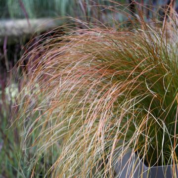 Carex testacea Prairie Fire