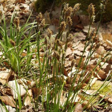 Carex umbrosa